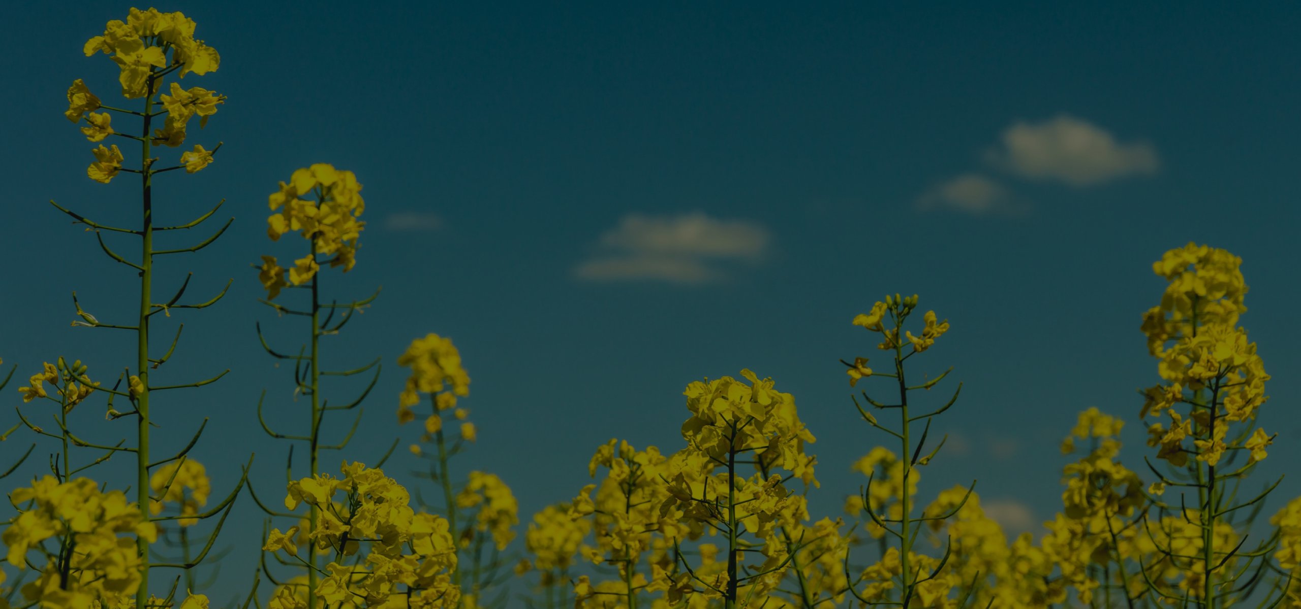 Develey Hintergrund Senfblume, Senffeld, Senfblüte
