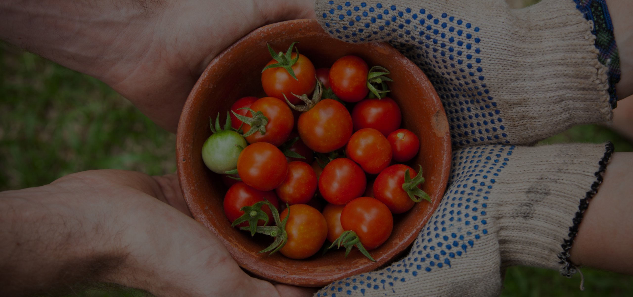 Tomatenschale die von zwei Händen gehalten wird als Hintergrundbild bei Develey