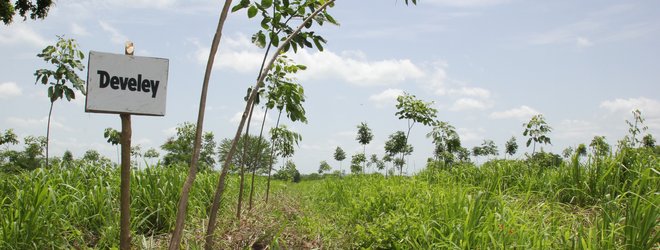 Develey Plant for the Planet Bild aus einem Wald