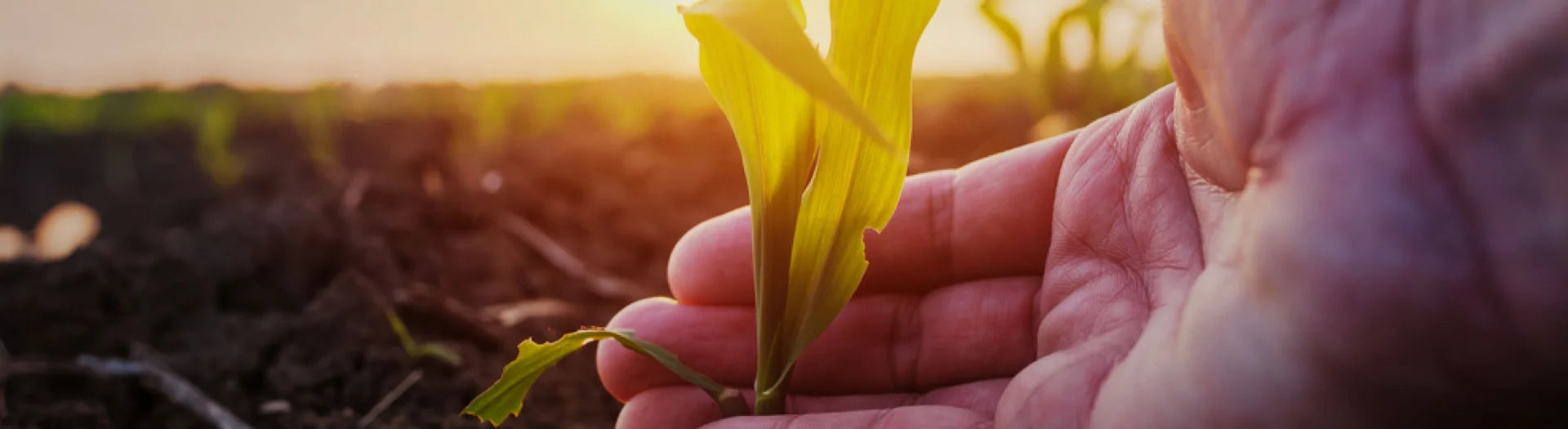 Develey Senfblüte in der Hand auf dem Senffeld